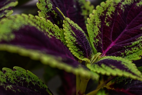 Planta de cannabis morada en floración